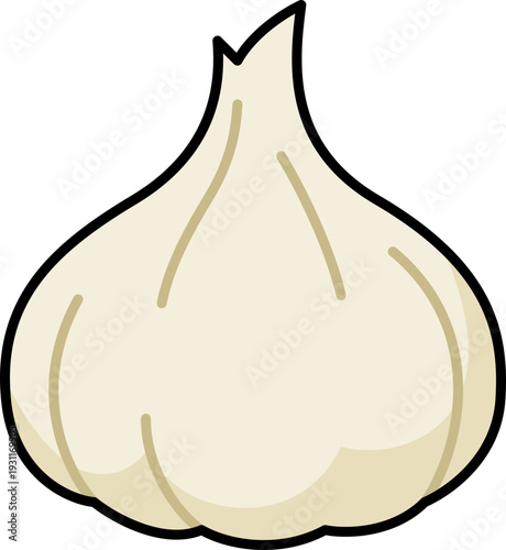 Garlic illustration