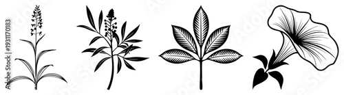 Botanical vector art depicting plant species with detailed leaves and flowers, isolated art, scientific illustration, nature design, flora graphics.