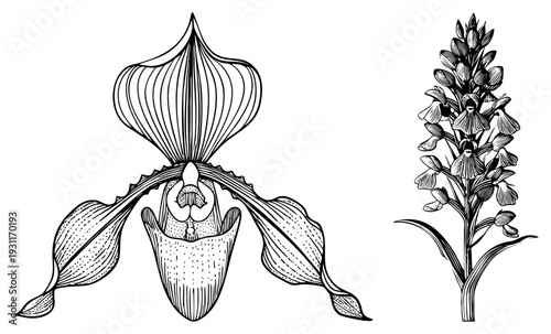 Botanical drawing of lady slipper orchid and orchid, detailed hatching, vintage scientific illustration, study.