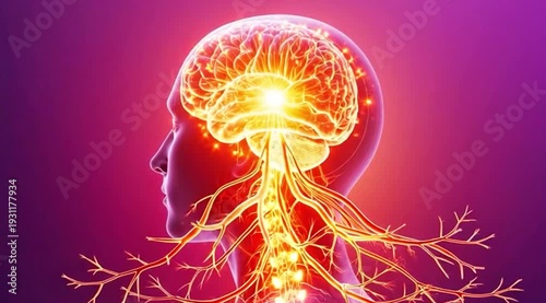 Wallpaper Mural A video showcasing a human skull with a glowing brain and vibrant light Torontodigital.ca