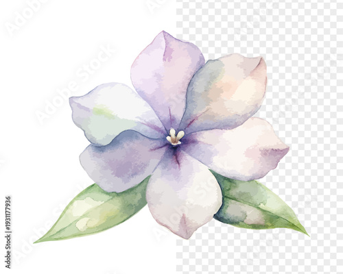 Minimal Vinca Watercolor Bloom, Simple Periwinkle Botanical Illustration Isolated on White