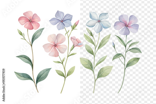 set of Watercolor Vinca Flower Art, Clean Minimal Floral vector illustration isolated on white background