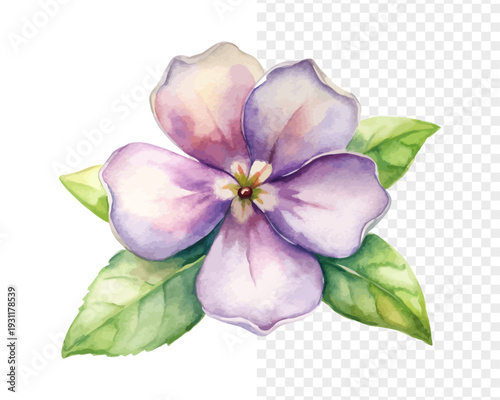 Watercolor Periwinkle Flower, Soft Summer Floral Vector Isolated on White