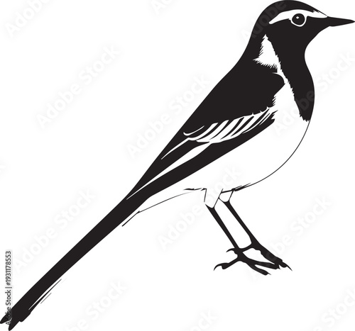 Small wagtail silhouette showing slender body and long wagging tail.