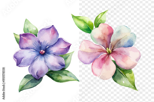 Watercolor Periwinkle Flower, Soft Summer Floral Vector Isolated on White