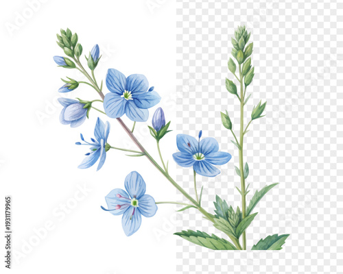 Watercolor Veronica Flower Clipart, Blue Wildflower Botanical, vector illustration isolated on white background
