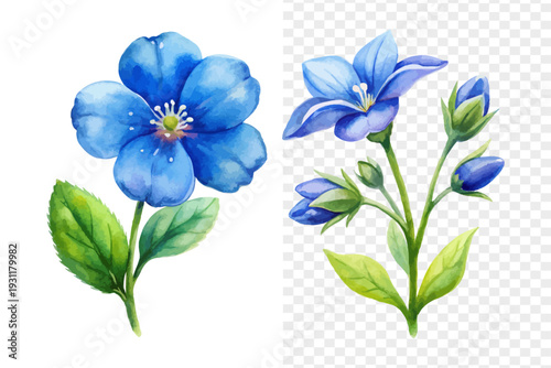 Watercolor Speedwell Flower, Soft Garden Wildflower Vector Isolated on White