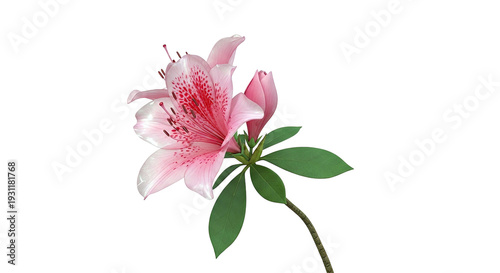 Pink Azalea Flower and Bud on White Background