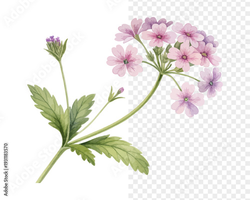 Watercolor Verbena Blossom, Soft Summer Floral Vector Isolated on White