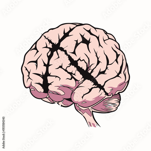 An illustration of a brain showing the natural shape and structure. The focus is on the lines and details of the surface.