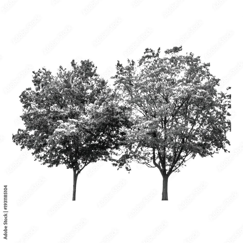 Fototapeta premium Two deciduous trees with dense foliage isolated on white.Pair of leafy trees in grayscale for architectural visualization.Garden trees illustration isolated on white background.