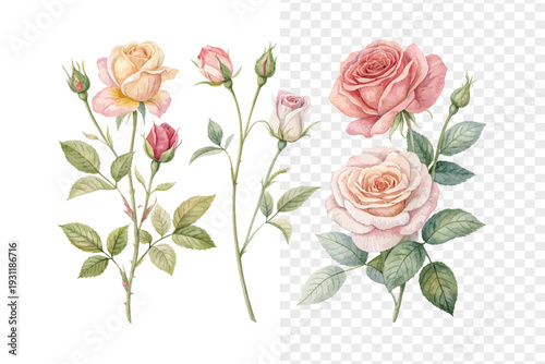 set of Watercolor Rose Flower Illustration, Soft Botanical Art, vector isolated on white background