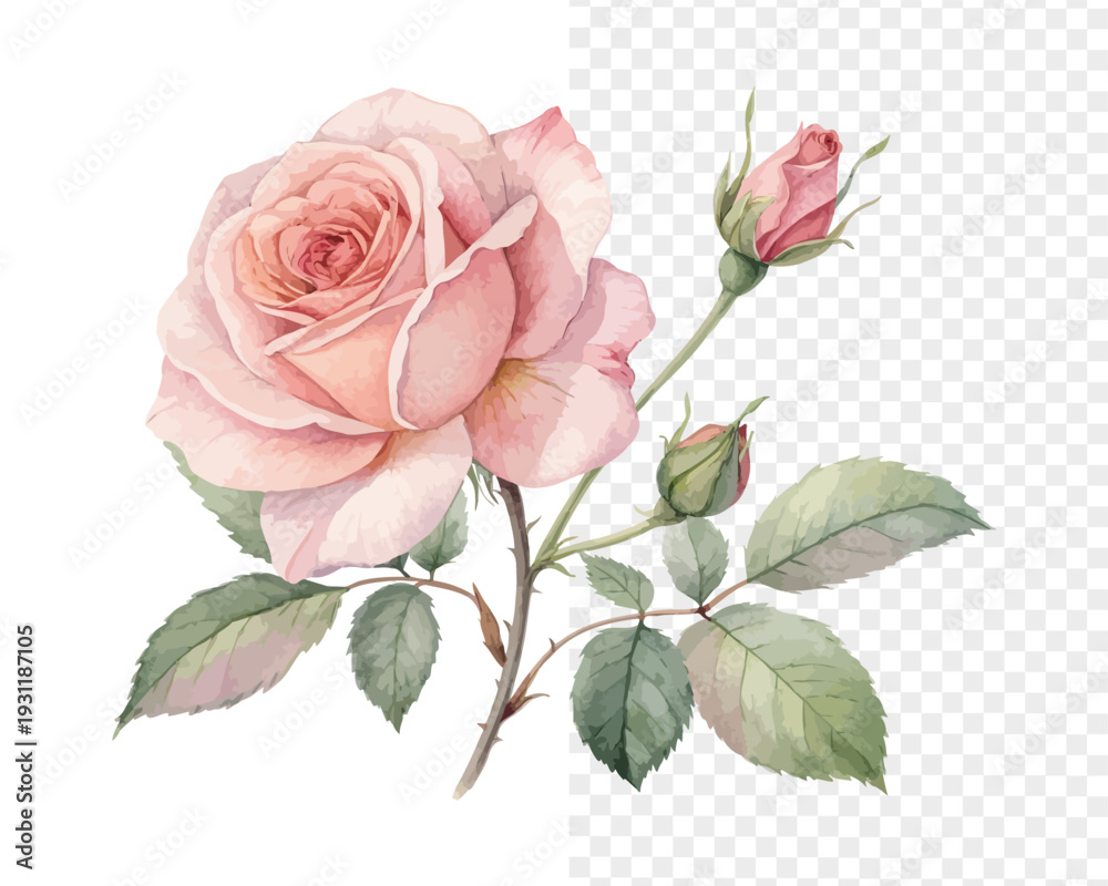 Fototapeta premium Watercolor Rose Blossom, Classic Wedding Floral Vector Isolated on White