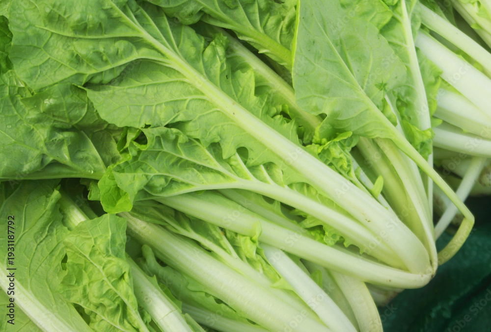 Obraz premium Fresh chinese cabbage or choy vegetable as background