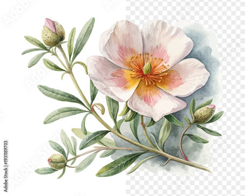Watercolor Rockrose Flower Painting, Mediterranean Botanical Art, isolated on white background