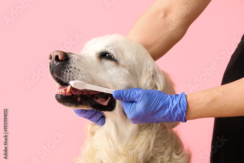 Konstfotografi Female hands in medical gloves brushing Labrador dog teeth on pink background