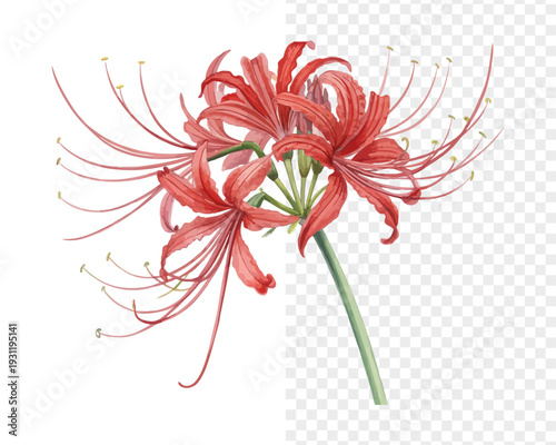 Photos Watercolor Lycoris Blossom, Bold Autumn Floral Vector Isolated on White