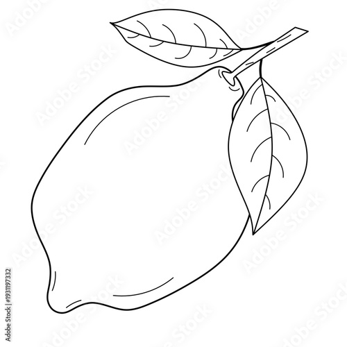 seamless citrus pattern, lemon slice isolated on white background, Freshness Orange Slice Frame, Fresh Orange Slice Illustration, orange vektor illustration, lime dan lemon vektor illustration.