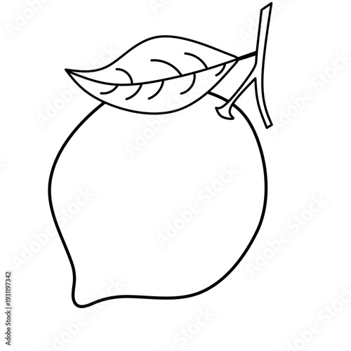 seamless citrus pattern, lemon slice isolated on white background, Freshness Orange Slice Frame, Fresh Orange Slice Illustration, orange vektor illustration, lime dan lemon vektor illustration.