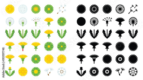 Vector illustration set of dandelion life cycle stages and elements in color and silhouette styles.