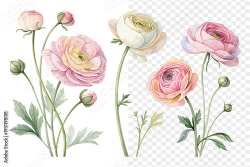 Watercolor Ranunculus Blossom, Soft Pastel Floral Vector Isolated on White