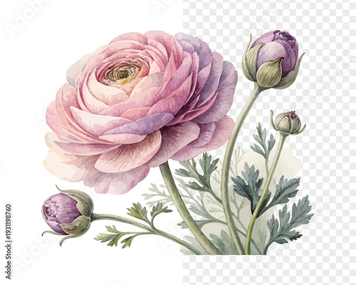 Watercolor Ranunculus Bloom Art, Romantic Botanical Watercolor, isolated on white background