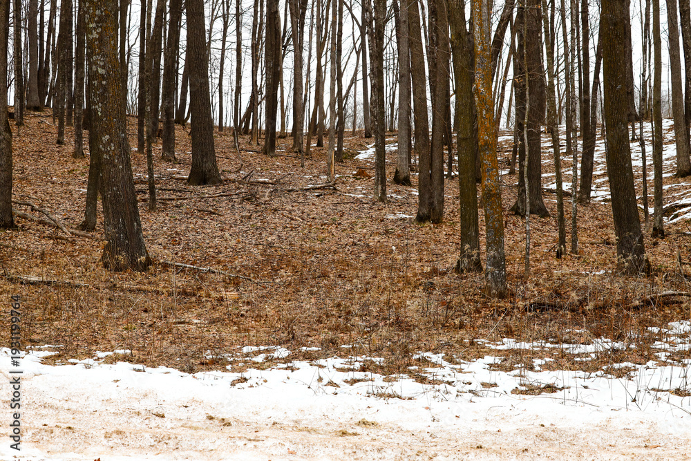 Obraz premium Wisconsin woodland landscape in winter with sparse snow cover due to climate change. Patches of bare ground expose brown autumn leaves among light snow, highlighting warming environmental trends.