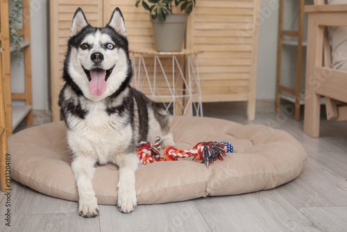 Adorable Husky dog on pet b...