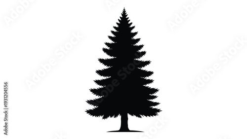 A black silhouette of a pine tree on a white background isolated on white background, Vector