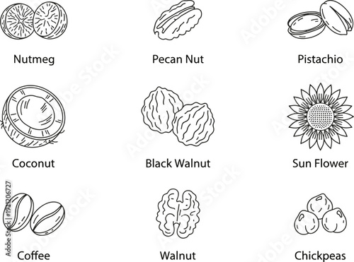 Hand Drawn Nuts and Seeds Illustration Set with Nutmeg, Pecan, Pistachio, Coconut, Walnut, Coffee Beans, Sunflower, and Chickpeas Vector Design