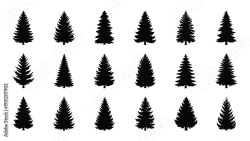 A group of black pine tree silhouettes on a white background isolated on white background, Vector