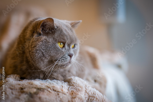 Wallpaper Mural Britisch Kurzhaar Torontodigital.ca