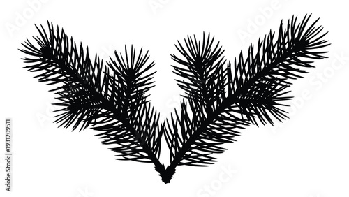 A black silhouette of a pine tree branch on a white background isolated on white background, Vector