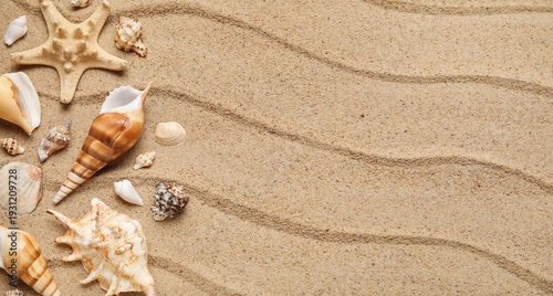 Many sea shells on sand. Ba...