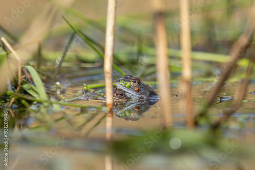 Moorfrosch (Rana arvalis) Paar im Amplexus mit Wasserlinsen im flachen Laichgewässer

