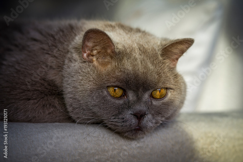 Wallpaper Mural Britisch Kurzhaar Torontodigital.ca