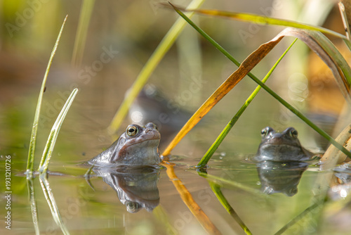 Zwei Moorfrösche (Rana arvalis) zwischen überkreuzten Schilfhalmen im flachen Laichgewässer