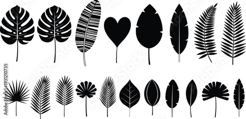 Leaf silhouettes collection vector illustration, botanical foliage icons, diverse plant species design graphic, nature artwork, vein pattern morphology art