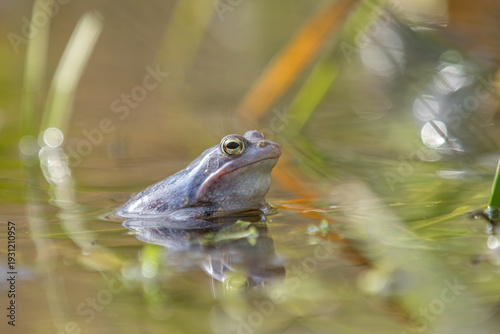Moorfrosch (Rana arvalis) Männchen in blauer Hochzeitsfärbung im flachen Wasser, Seitenansicht
