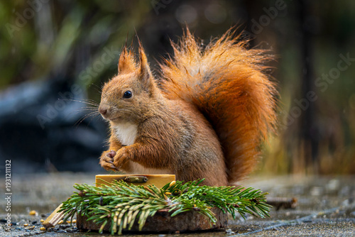 Wallpaper Mural ein Eichhörnchen  Torontodigital.ca