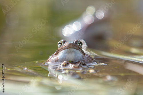 Moorfrosch (Rana arvalis) Frontalporträt an der Wasseroberfläche mit zweitem Frosch im Vordergrund
