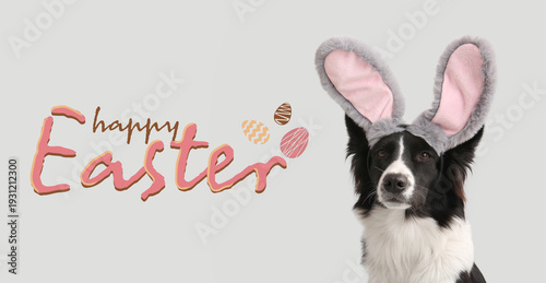 Cute Border Collie dog in b...