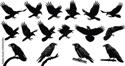 Collection of raven silhouettes and detailed illustrations, flying and perched poses, dynamic bird motion, ornithology study, artistic design concept