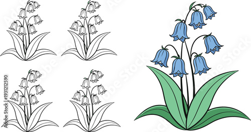 Bluebell Flower Icon Set with Lily of the Valley Outline and Colored Botanical Illustration Collection