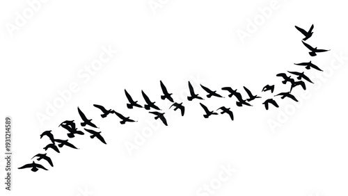 A flock of birds flying in a v formation isolated on white background, Vector