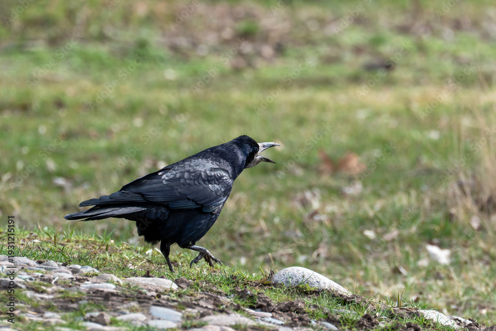 Obraz premium A black rook (Corvus frugilegus) standing on grassy ground with its beak open, cawing or calling out. The bird is in profile, showing its dark plumage and bare, pale face patch at the base of the beak