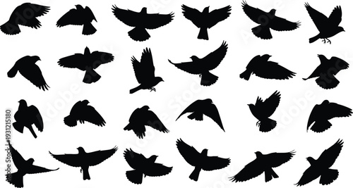 Silhouettes of birds flying diverse wing positions orientations flight dynamics posture design illustration