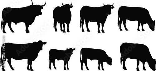 Silhouettes of cows standing grazing diverse poses orientations farm animal posture design illustration