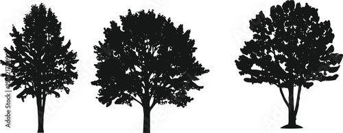 Silhouettes of different tree species with varied canopy and foliage density, forest nature concept, botanical study, woodland landscape illustration design