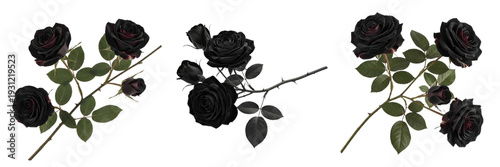 Elegant Black Rose Branch Isolated on White – Dark Gothic Floral Botanical Image